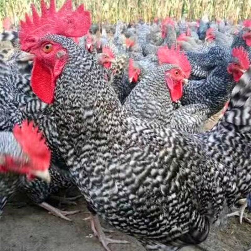 雞硒-維生素E缺乏癥的臨床癥狀、剖檢變化和治 療